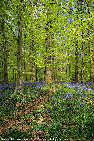 Bluebell Path Picture Board by David Tinsley