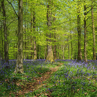 Buy canvas prints of Bluebell Path by David Tinsley