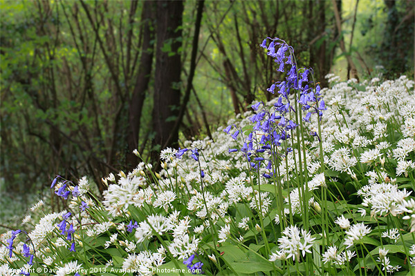 Bluebells and Wild Garlic Picture Board by David Tinsley