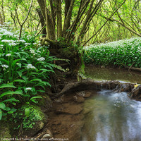 Buy canvas prints of Flowers by the Stream by David Tinsley