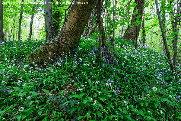 Bluebells and Wild Garlic II Picture Board by David Tinsley