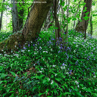Buy canvas prints of Bluebells and Wild Garlic II by David Tinsley