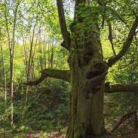 Buy canvas prints of Ancient Beech by David Tinsley