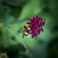 Buy canvas prints of Bumblebee by David Tinsley