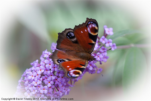 Peacock Butterfly Picture Board by David Tinsley