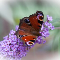 Buy canvas prints of Peacock Butterfly by David Tinsley