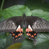 Buy canvas prints of Female Common Mormon by David Tinsley