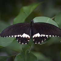 Buy canvas prints of Male Common Mormon by David Tinsley