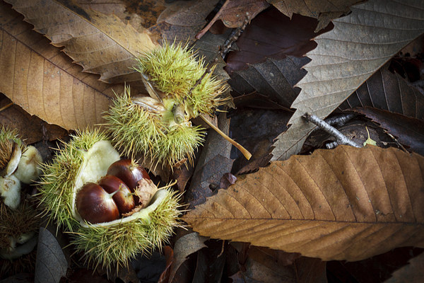Chestnuts and Leaves Picture Board by David Tinsley
