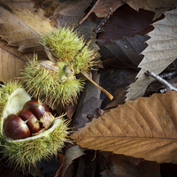 Buy canvas prints of Chestnuts and Leaves by David Tinsley