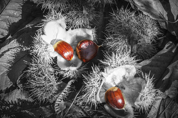 Selective Chestnuts Picture Board by David Tinsley