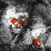 Buy canvas prints of Selective Chestnuts by David Tinsley