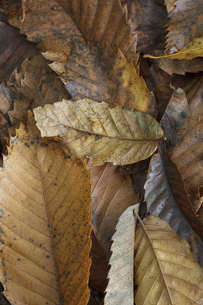 Chestnut Leaves Picture Board by David Tinsley
