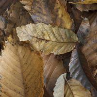 Buy canvas prints of Chestnut Leaves by David Tinsley