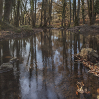 Buy canvas prints of Reflections in the Stream by David Tinsley