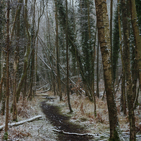 Buy canvas prints of Winter Birch by David Tinsley