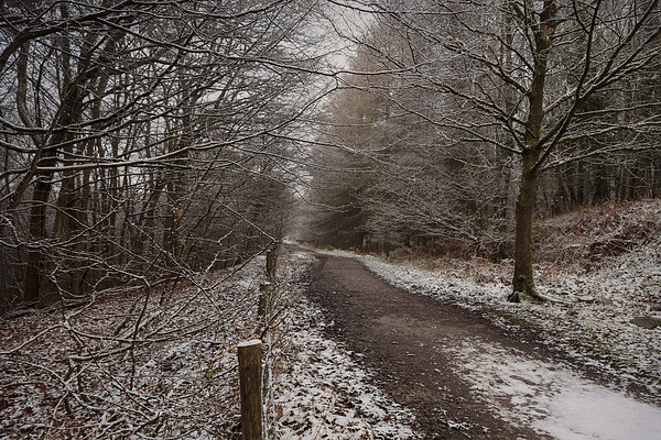 The Cycle Path In Winter Picture Board by David Tinsley