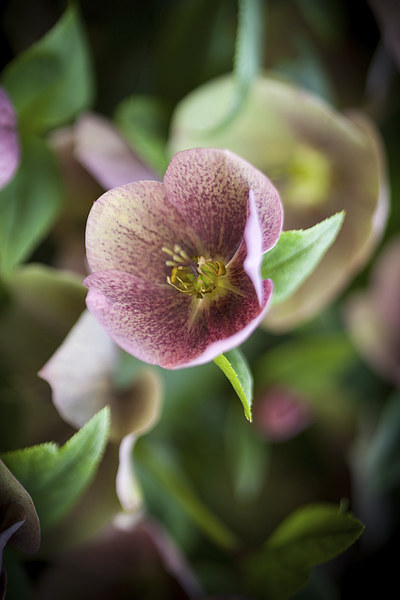 Hellebore Macro Picture Board by David Tinsley