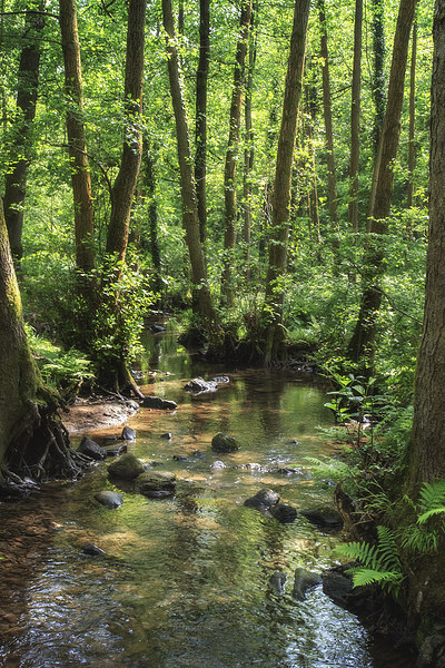 Summer Stream Picture Board by David Tinsley