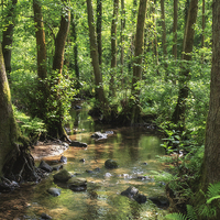 Buy canvas prints of Summer Stream by David Tinsley