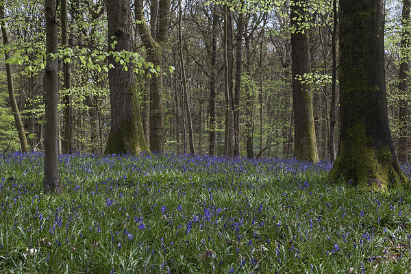 Soudley Bluebell Woods Picture Board by David Tinsley