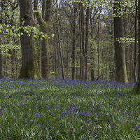 Buy canvas prints of Soudley Bluebell Woods by David Tinsley
