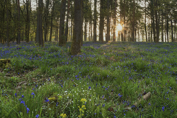 Bluebell Sunrise Picture Board by David Tinsley