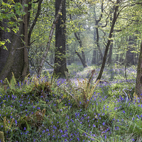 Buy canvas prints of Spring Glade by David Tinsley