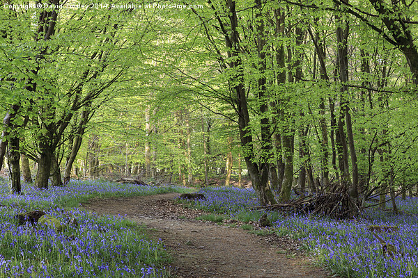 Beech and Bluebell Walk Picture Board by David Tinsley