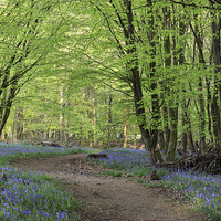 Buy canvas prints of Beech and Bluebell Walk by David Tinsley