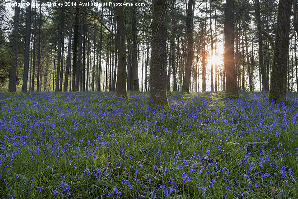 Sunlit Bluebell Woods Picture Board by David Tinsley