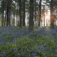 Buy canvas prints of Sunlit Bluebell Woods by David Tinsley