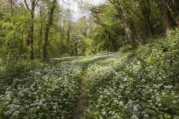 Path through the Wild Garlic Picture Board by David Tinsley