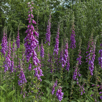 Buy canvas prints of Foxgloves by David Tinsley