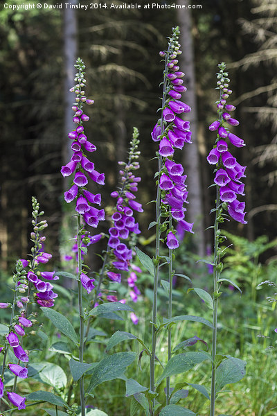 Woodland Foxgloves Picture Board by David Tinsley