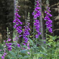 Buy canvas prints of Woodland Foxgloves by David Tinsley