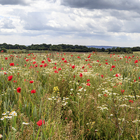 Buy canvas prints of Panoramic Poppies by David Tinsley