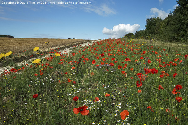  Cornfield Poppies II Picture Board by David Tinsley