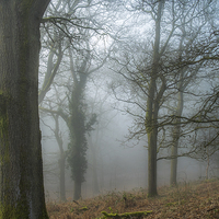 Buy canvas prints of  Misty Winters Morn by David Tinsley