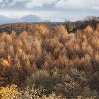 Buy canvas prints of  Autumn Larch by David Tinsley