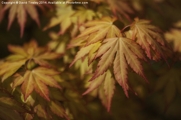  Autumn Acer Picture Board by David Tinsley