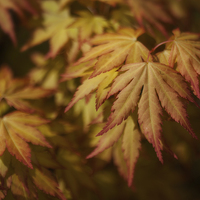 Buy canvas prints of  Autumn Acer by David Tinsley