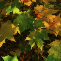 Buy canvas prints of  Autumn Sycamore by David Tinsley