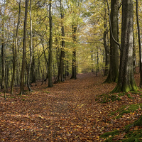 Buy canvas prints of  Autumn Woodland Walk by David Tinsley