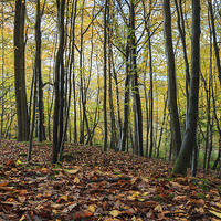 Buy canvas prints of  Autumn Beech Leaves  by David Tinsley