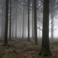 Buy canvas prints of  Misty Spruce Woods by David Tinsley