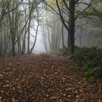 Buy canvas prints of  Misty Autumn Morning by David Tinsley