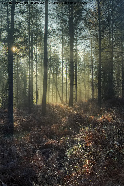  Misty Winter Woodland - I Picture Board by David Tinsley