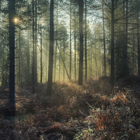 Buy canvas prints of  Misty Winter Woodland - I by David Tinsley