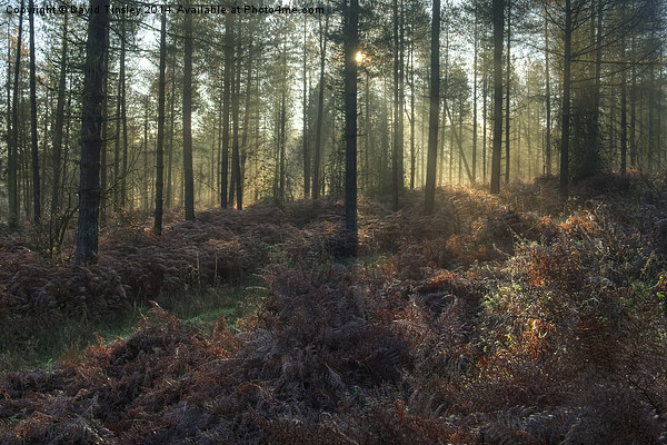  Misty Winter Woodland - II Picture Board by David Tinsley